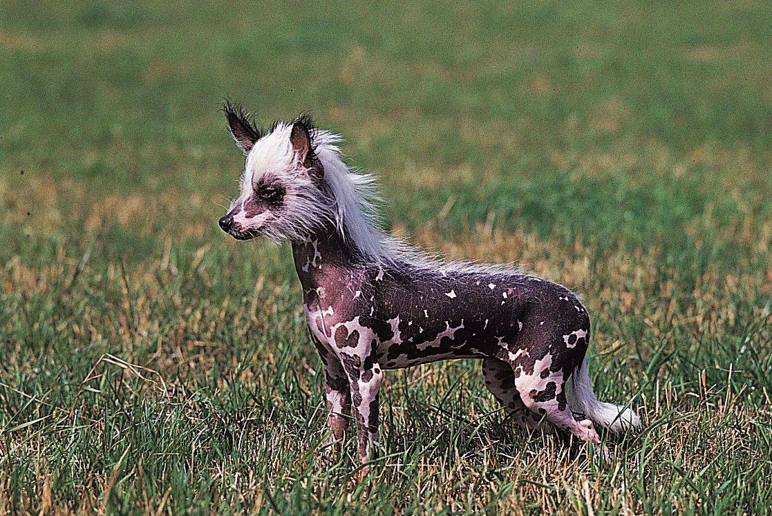 4. Chó có mào (Chinese crested): Loài chó này có cơ thể không có lông, trừ một chỏm trên đỉnh đầu giống mào gà. Da của chúng nhạy cảm và cần được bảo vệ khỏi ánh nắng mặt trời.