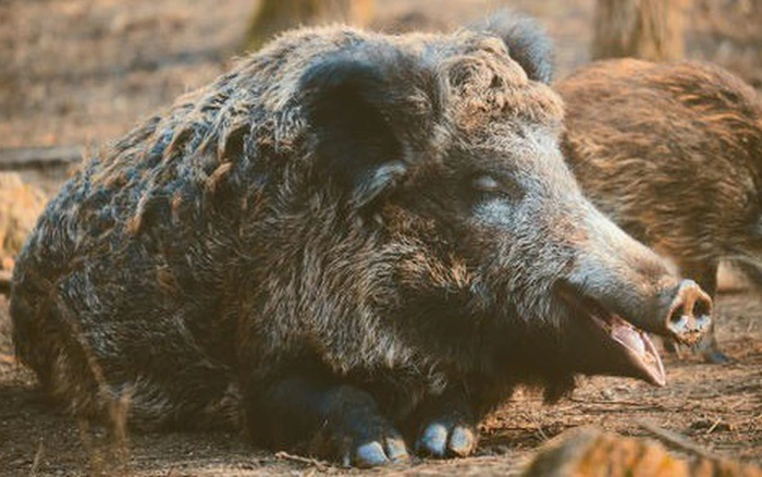 Siêu lợn là kết quả của việc lai giống giữa lợn rừng và lợn nhà, đã xuất hiện tại Canada từ khoảng ba thập kỷ trước. Các nông dân Canada ban đầu tạo ra giống lợn này để tăng cường sản xuất thịt, với mong muốn có được một loài lợn vừa lớn, vừa khỏe mạnh, có khả năng sinh tồn trong mùa đông khắc nghiệt.