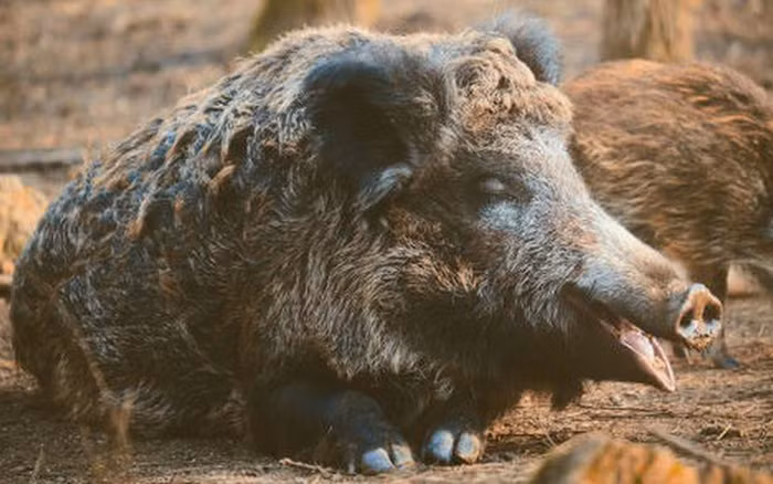 Siêu lợn là kết quả của việc lai giống giữa lợn rừng và lợn nhà, đã xuất hiện tại Canada từ khoảng ba thập kỷ trước. Các nông dân Canada ban đầu tạo ra giống lợn này để tăng cường sản xuất thịt, với mong muốn có được một loài lợn vừa lớn, vừa khỏe mạnh, có khả năng sinh tồn trong mùa đông khắc nghiệt.