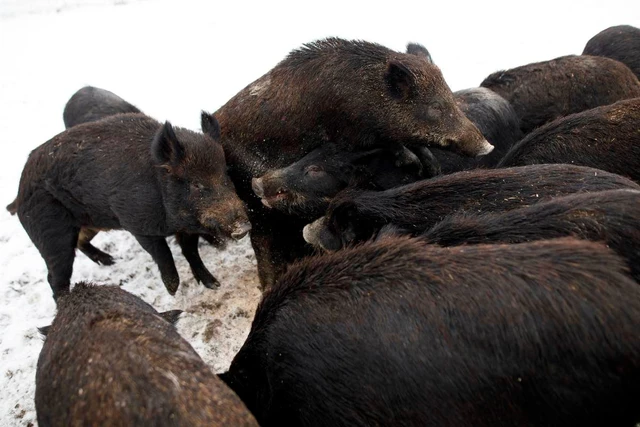 Chính phủ Canada đã và đang nỗ lực triển khai nhiều biện pháp để kiểm soát sự phát triển của siêu lợn, bao gồm việc cấm nhập khẩu, sở hữu và giao dịch lợn rừng lai. Các chương trình săn bắt có thưởng cũng được thực hiện nhằm khuyến khích cộng đồng tham gia vào việc kiểm soát số lượng siêu lợn.
