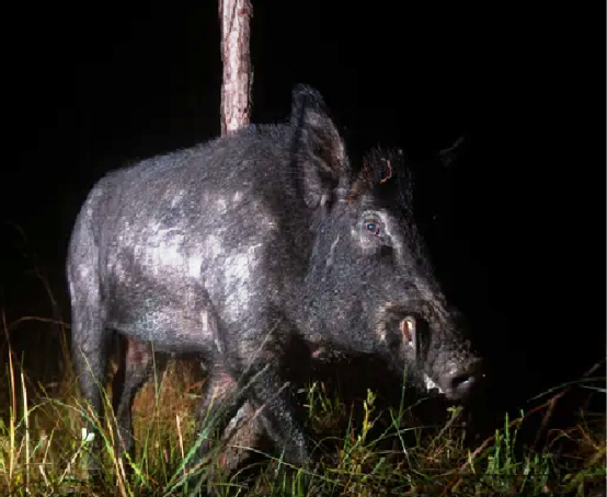 Siêu lợn Canada là một mối đe dọa nghiêm trọng và cần được kiểm soát chặt chẽ để bảo vệ nông nghiệp và hệ sinh thái. Việc ngăn chặn chúng tràn vào Mỹ không chỉ là trách nhiệm của riêng Canada mà còn cần sự hợp tác và hành động quyết liệt từ phía chính quyền và người dân Mỹ. Chỉ bằng cách này, Bắc Mỹ mới có thể tránh khỏi những hậu quả khôn lường mà siêu lợn gây ra.