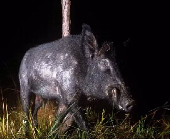 Siêu lợn Canada là một mối đe dọa nghiêm trọng và cần được kiểm soát chặt chẽ để bảo vệ nông nghiệp và hệ sinh thái. Việc ngăn chặn chúng tràn vào Mỹ không chỉ là trách nhiệm của riêng Canada mà còn cần sự hợp tác và hành động quyết liệt từ phía chính quyền và người dân Mỹ. Chỉ bằng cách này, Bắc Mỹ mới có thể tránh khỏi những hậu quả khôn lường mà siêu lợn gây ra.