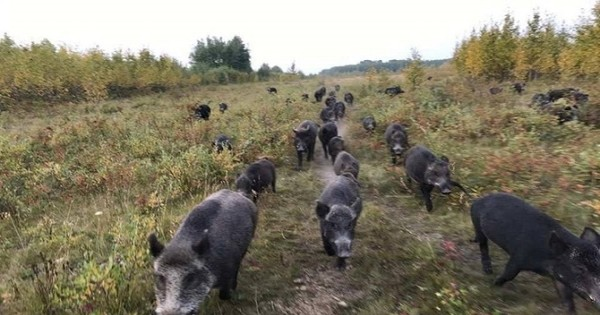 Không chỉ có kích thước khổng lồ, siêu lợn còn cực kỳ thông minh và rất khó bắt giữ. Chúng chủ yếu hoạt động về đêm, ẩn náu trong rừng rậm và vùng đất ngập nước, khiến việc truy lùng và kiểm soát chúng trở thành một thách thức lớn đối với các nhà chức trách.