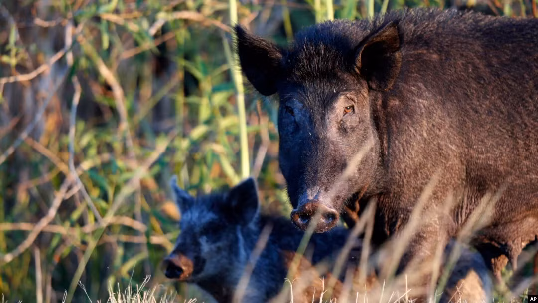 Ngoài ra, siêu lợn còn tiềm ẩn nguy cơ lan truyền dịch bệnh nguy hiểm như bệnh tả lợn châu Phi. Theo National Geographic, chúng có thể là nguồn gốc của một loại virus cúm mới, có khả năng lây lan sang con người, đe dọa an toàn và sức khỏe cộng đồng.
