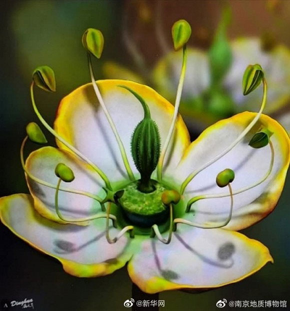 Nhờ phát hiện trong một hóa thạch hổ phách ở Bắc Mỹ, một nhóm nghiên cứu gồm José Bienvenido Diez và 3 nhà nghiên cứu Trung Quốc đã tìm thấy một đóa hoa kỳ diệu có tuổi đời khoảng 15 triệu năm.