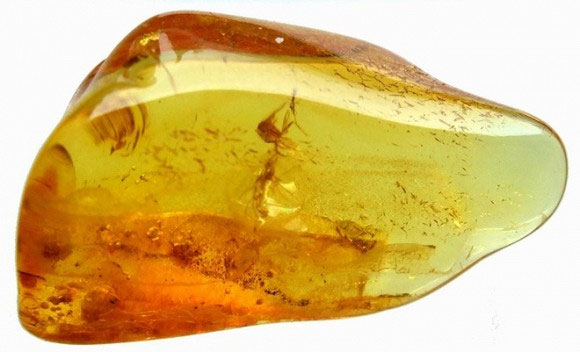 Việc tìm thấy các sinh vật và thực vật từ thời xa xưa trong hóa thạch hổ phách không còn là điều hiếm gặp.