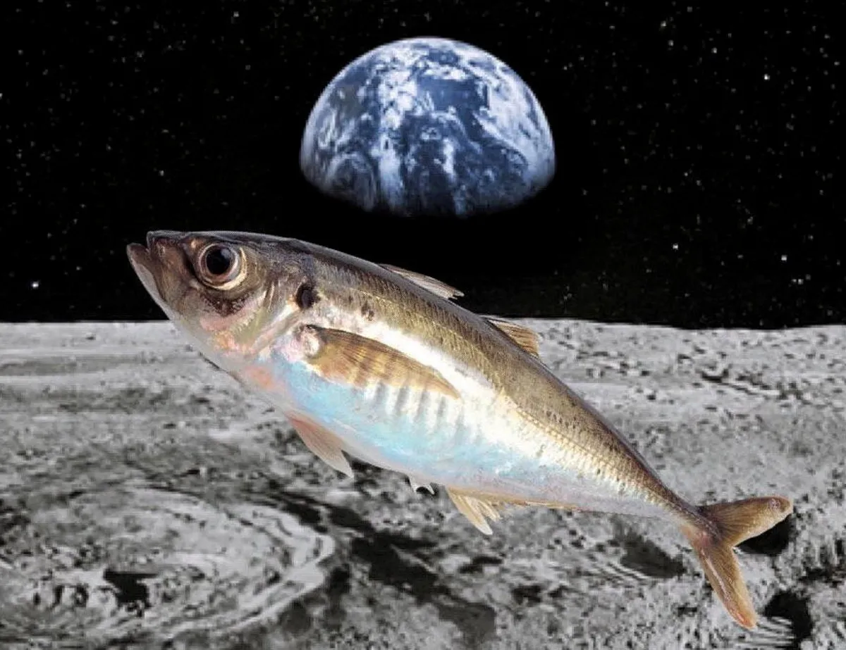 Nước, nơi cá sống, có thể bảo vệ chúng khỏi nhiều hạt bức xạ.