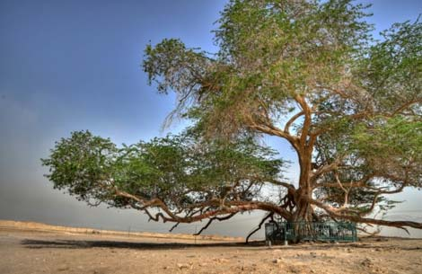 2. Cây Cuộc sống (Bahrain): Sinh trưởng giữa sa mạc cô lập và khan hiếm nước, loài cây kỳ lạ này đã tồn tại 400 năm và trở thành biểu tượng của sự sinh tồn trong điều kiện khắc nghiệt.