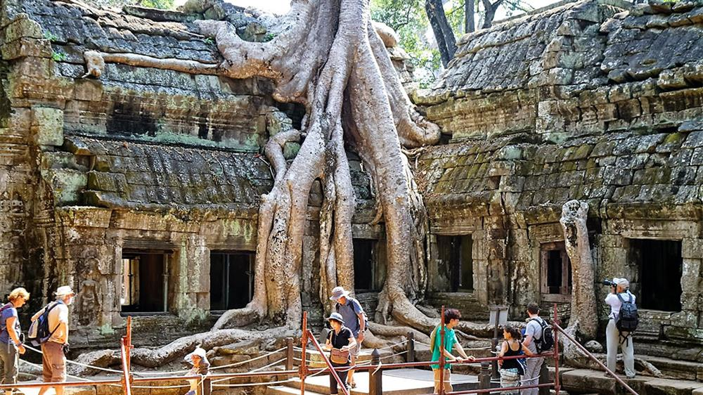 6. Cây bông lụa (Campuchia): Cây bông lụa sinh trưởng ở Đền Ta Prohm trong khu di tích Angkor Thom, với các thân cây vươn cao chọc trời và rễ cây dài cuộn bò như con rắn.