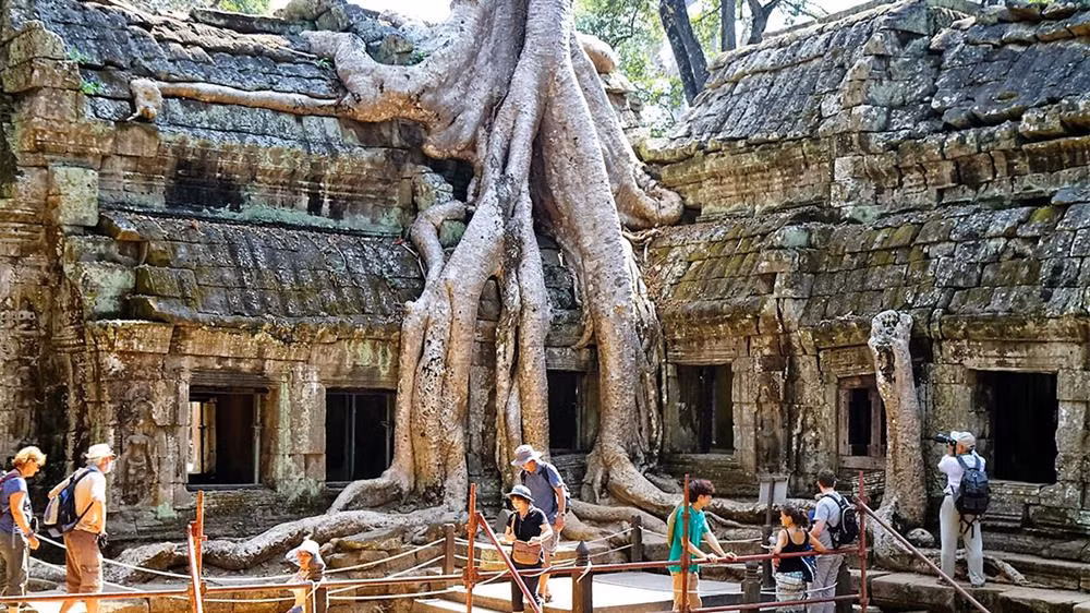 6. Cây bông lụa (Campuchia): Cây bông lụa sinh trưởng ở Đền Ta Prohm trong khu di tích Angkor Thom, với các thân cây vươn cao chọc trời và rễ cây dài cuộn bò như con rắn.