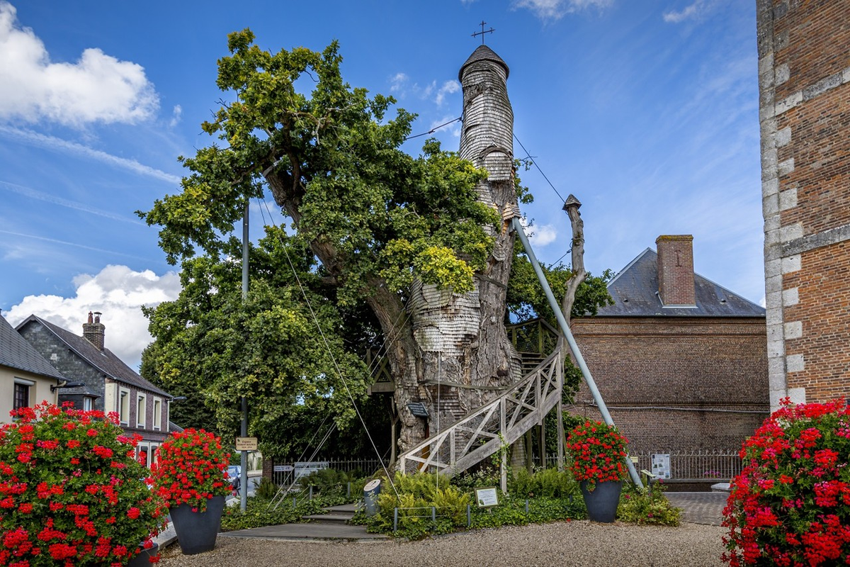 3. Cây sồi Nhà nguyện Allouville-Bellefosse (Pháp): Cây sồi đã hơn 1.000 năm tuổi, được biết đến với vai trò của một toà nhà và một biểu tượng tôn giáo.