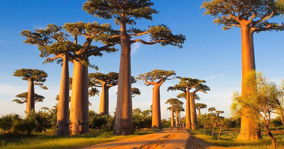4. Cây bao báp (Madagascar): Là một trong những loài cây kỳ lạ trên Trái đất, cây bao báp có hình dạng đặc biệt, sinh trưởng ở Madagascar và thường được gọi là "Bao báp ấm trà", với thân phình to và chịu lửa.