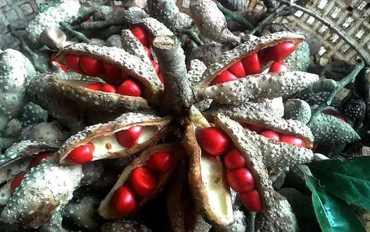 Thị trường hiện nay có đa dạng hạt dổi, người tiêu dùng cần chọn mua ở những nơi đáng tin cậy để tránh mua phải hàng giả mạo, kém chất lượng. Ngay cả với dổi nếp, cũng có nhiều loại khác nhau, trong đó quý hiếm nhất là hạt từ những cây trên 30 tuổi. Loại thứ hai thu được từ cây dổi rừng có tuổi thọ ít hơn. Những hạt này được người dân thu hoạch, phơi khô và bán ra thị trường, bao gồm cả hạt chín và chưa chín.