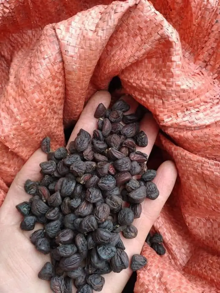 Trước kia, hạt dổi rơi la liệt dưới gốc và không được coi là mặt hàng thương mại, mọi người có thể lấy miễn phí mà không cần mua. Những năm gần đây hạt dổi trở thành đặc sản được nhiều người săn lùng, thậm chí có giá lên đến vài triệu đồng/kg.