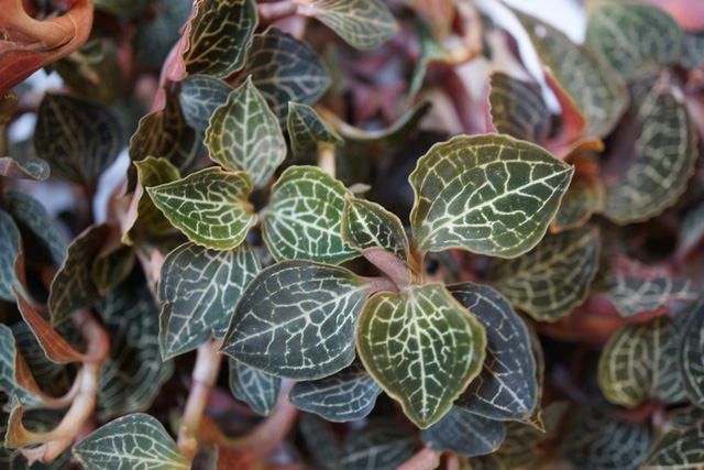 Tây y cũng nghiên cứu và xác nhận khả năng chống tăng đường huyết và phục hồi tế bào gốc bị tổn thương.