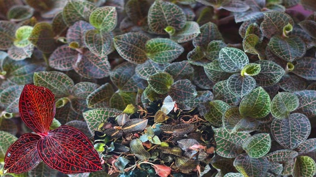 Cỏ kim cương có giá trị kinh tế cao nhưng do khai thác quá mức, nó đã rơi vào nguy cơ tuyệt chủng và được đưa vào Sách Đỏ Việt Nam.