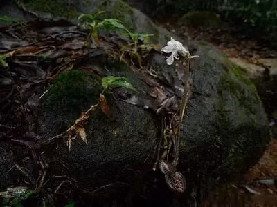 Giá thu mua của cỏ kim cương có thể lên đến cả trăm triệu đồng mỗi cân.