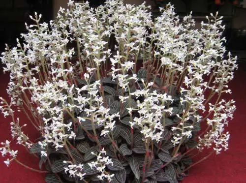 Các nỗ lực bảo tồn và nhân giống cỏ kim cương đã được thực hiện tại Việt Nam, đặc biệt ở cao nguyên Langbian, Lâm Đồng.