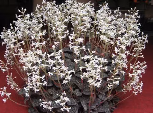 Các nỗ lực bảo tồn và nhân giống cỏ kim cương đã được thực hiện tại Việt Nam, đặc biệt ở cao nguyên Langbian, Lâm Đồng.