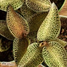 Cỏ kim cương được sử dụng trong y học cổ truyền để trị các bệnh như lao phổi, ho, viêm dạ dày mãn tính, và tăng sức đề kháng.