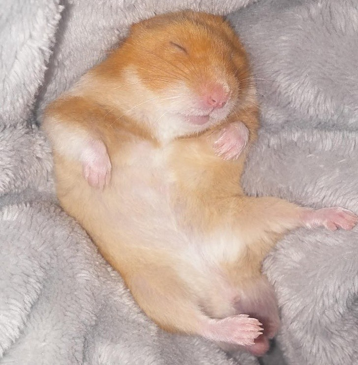 2. Hài hước: Động vật có thể thể hiện sự hài hước và vui đùa. Chuột tạo ra tiếng rúc khi được cù trêu, tương tự như tiếng cười ở con người. Tinh tinh cũng biết chơi đùa và có thể chọc cười đồng loại.