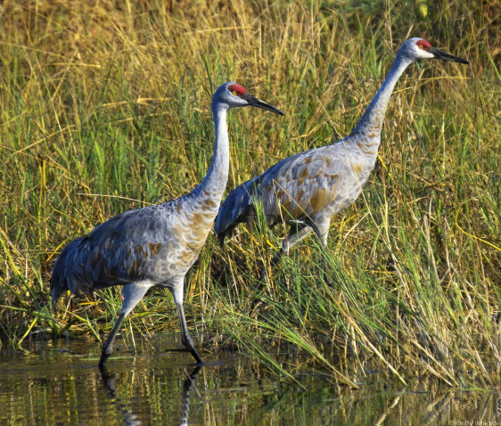 4. Chung thủy “một vợ một chồng”: Một số loài động vật, như chuột thảo nguyên và hạc xám, duy trì quan hệ một vợ một chồng và chia sẻ trách nhiệm nuôi con.
