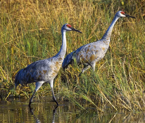 4. Chung thủy “một vợ một chồng”: Một số loài động vật, như chuột thảo nguyên và hạc xám, duy trì quan hệ một vợ một chồng và chia sẻ trách nhiệm nuôi con.