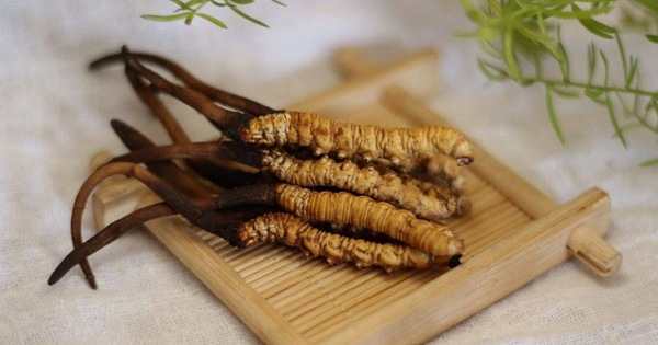 Những con Đông trùng hạ thảo này hiện được lưu giữ trong viện bảo tàng để nghiên cứu thêm.