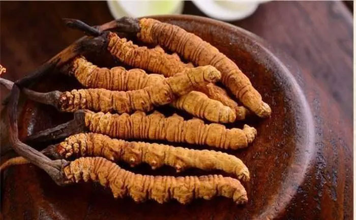 Sau một hồi thất kinh, các chuyên gia nhận ra đây là Đông trùng hạ thảo, một loại dược liệu quý, đã được bảo quản nguyên vẹn suốt hơn 2.000 năm.