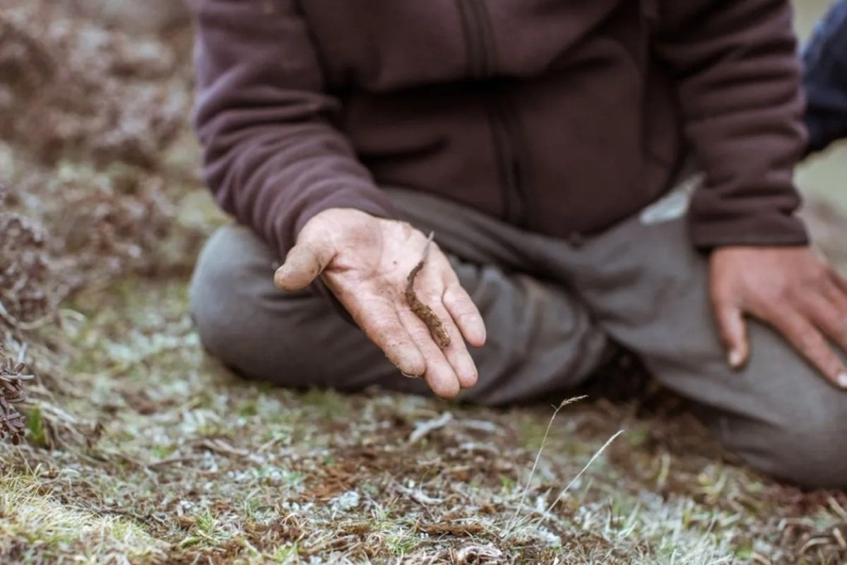 Bản chất của đông trùng hạ thảo là sự kết hợp kỳ diệu của loài nấm Cordyceps Sinensis và loài ấu trùng bướm trong chi Thitarodes Viette, tạo ra một loại sinh vật đặc biệt.