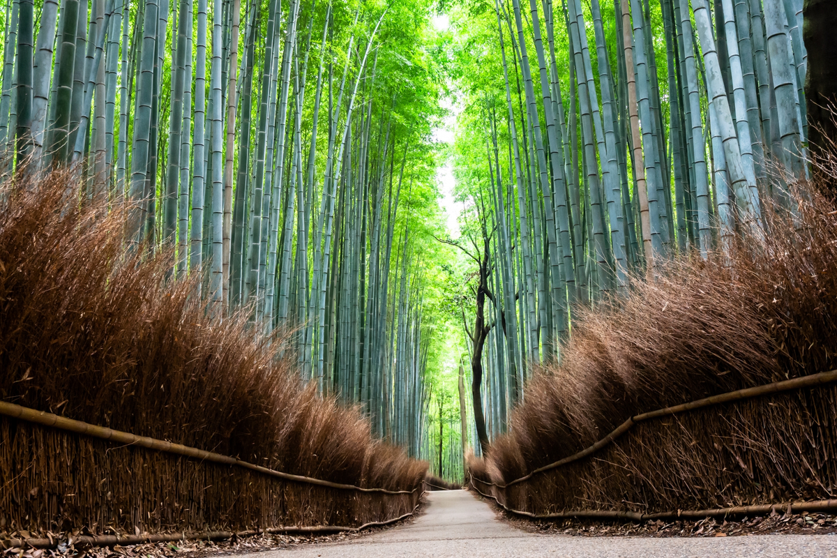 1. Rừng tre Sagano, Nhật Bản: Nằm ở Arashiyama, Kyoto, với diện tích 16 km², những cây tre cao 30m tạo nên khung cảnh yên bình và âm thanh đặc biệt khi gió thổi qua tán lá.