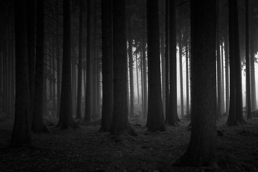 4. Rừng Đen, Đức: Tên gọi Schwarzwald, nằm ở Đông Nam nước Đức, nổi bật với cây cổ thụ và lá kim dày đặc khiến khu rừng luôn âm u.