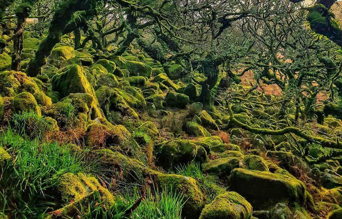2. Khu rừng Wistman, Anh: Ở Tây Nam nước Anh, nổi bật với rêu phong và thảm cỏ xanh, cùng những cây gỗ già còi cọc mọc giữa các tảng đá, tạo nên cảm giác hoang dã và huyền bí.