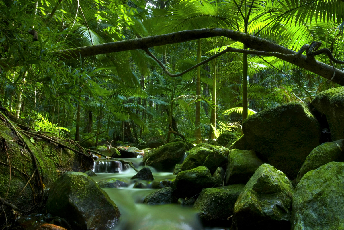 7. Rừng mưa Daintree, Úc: Ở bang Queensland, là một trong những khu rừng mưa nhiệt đới lâu đời nhất, tồn tại liên tục trong 110 triệu năm và là nơi cư trú của nhiều loài động vật đặc hữu.