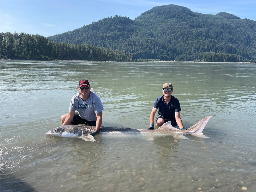 Nhiều loài cá tầm sinh sống phần lớn thời gian ngoài biển, nhưng theo chu kỳ chúng lại ngược dòng quay trở lại các con sông lớn để đẻ trứng.