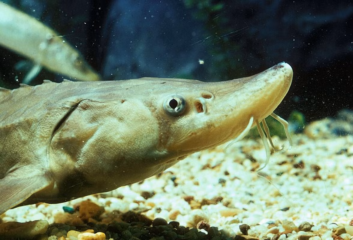 Cá tầm là các loài cá ăn ở tầng đáy.