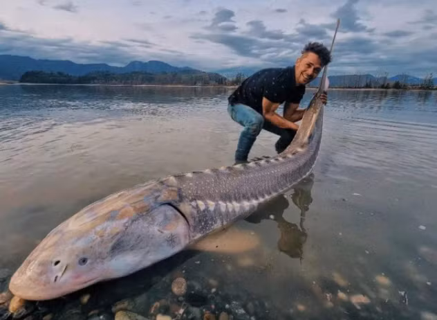 Việc đưa con cá lớn này lên bờ rất khó khăn, Braeden và bạn đã phải "chiến đấu" với nó trong khoảng nửa giờ. Trong quá trình câu, Braeden bị con cá kéo đi khắp sông, suýt té xỉu nhiều lần. Sau khi chụp ảnh kỷ niệm, Braeden và bạn đã thả con cá trở lại nước.