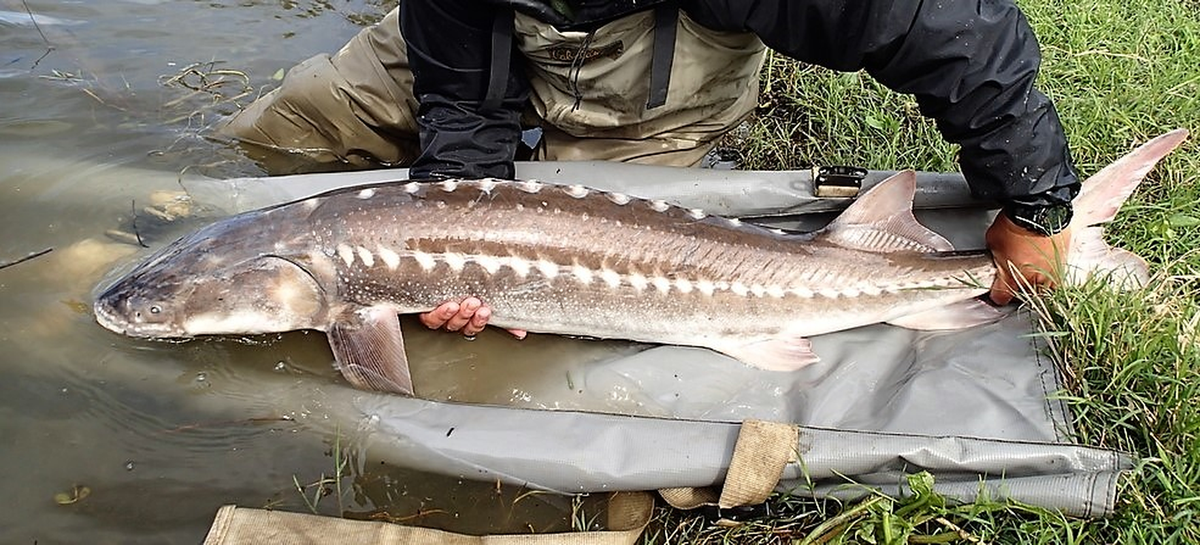 Với chiếc mõm hình nêm chúng sục sạo lớp đáy bùn mềm và bằng cơ quan xúc giác nhạy cảm (râu) chúng có thể phát hiện các loài động vật giáp xác và cá nhỏ, là nguồn thức ăn của chúng.