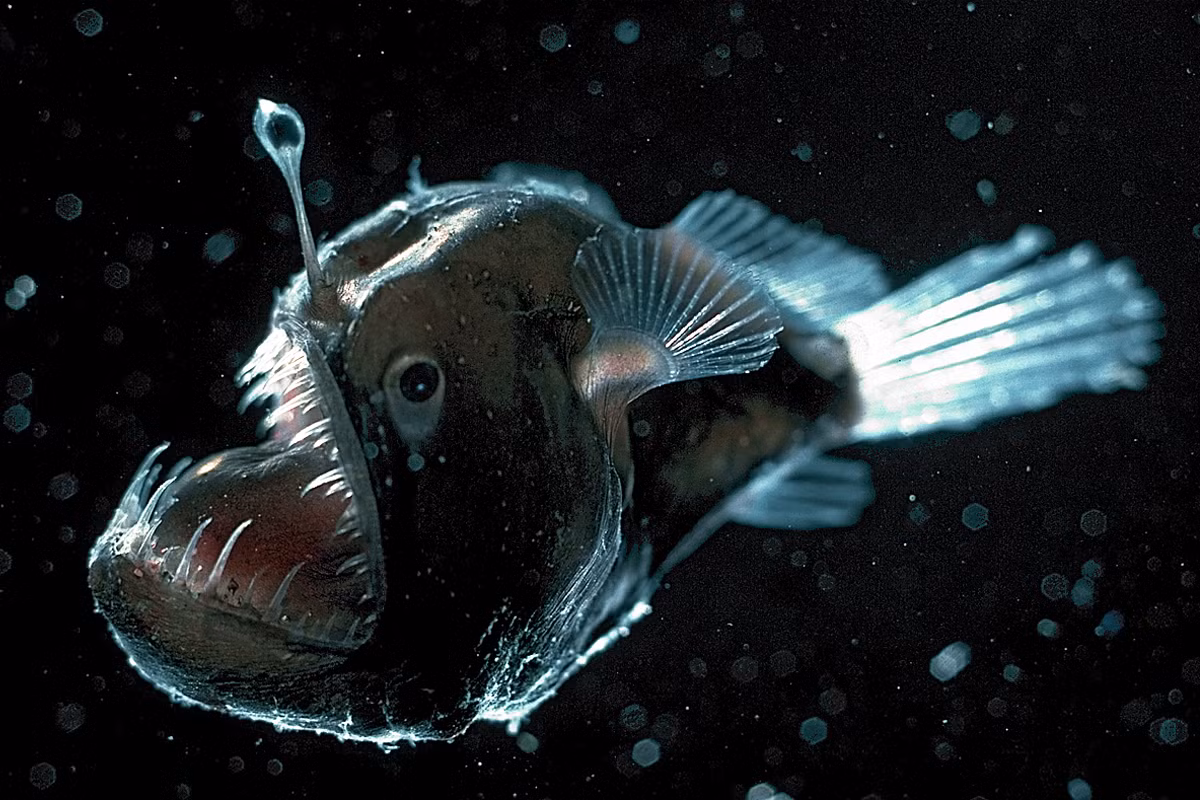 8. Cá cần câu (Anglerfishes): Loài cá này có chiếc đầu "ngoại cỡ" và chiếc "cần câu" tự nhiên trên đỉnh đầu, giúp chúng thu hút và bắt mồi một cách hiệu quả.