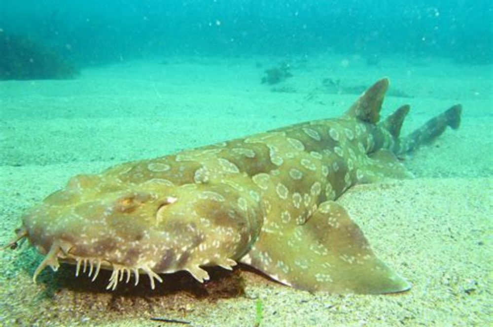 7. Cá mập Wobbegong: Sở hữu thân hình to lớn với râu và da lốm đốm, cá mập Wobbegong giả làm san hô dưới đáy biển để săn mồi.