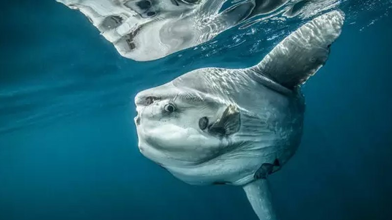 6. Cá mặt trăng: Có hình dạng bầu dục và thân hình lớn, cá mặt trăng có thể nuốt mồi to nhưng chỉ ăn giáp xác nhỏ và các phiêu sinh vật. Việt Nam liệt danh cá mặt trăng là loài cá quý hiếm, có tên trong sách Đỏ và là loài cần được bảo vệ cấp thiết; luật cấm hoàn toàn các hoạt động đánh bắt, khai thác dưới mọi hình thức.