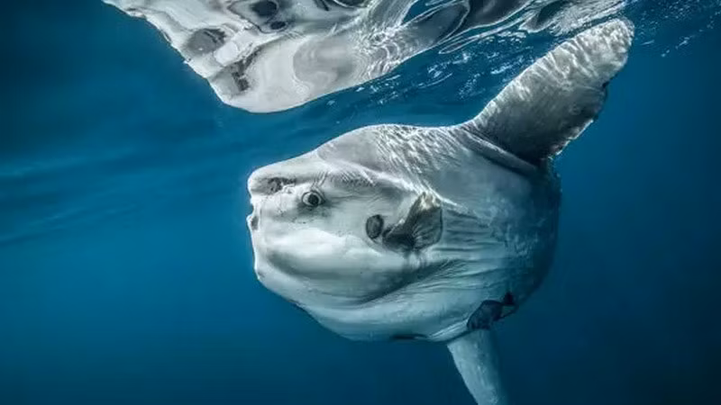 6. Cá mặt trăng: Có hình dạng bầu dục và thân hình lớn, cá mặt trăng có thể nuốt mồi to nhưng chỉ ăn giáp xác nhỏ và các phiêu sinh vật. Việt Nam liệt danh cá mặt trăng là loài cá quý hiếm, có tên trong sách Đỏ và là loài cần được bảo vệ cấp thiết; luật cấm hoàn toàn các hoạt động đánh bắt, khai thác dưới mọi hình thức.