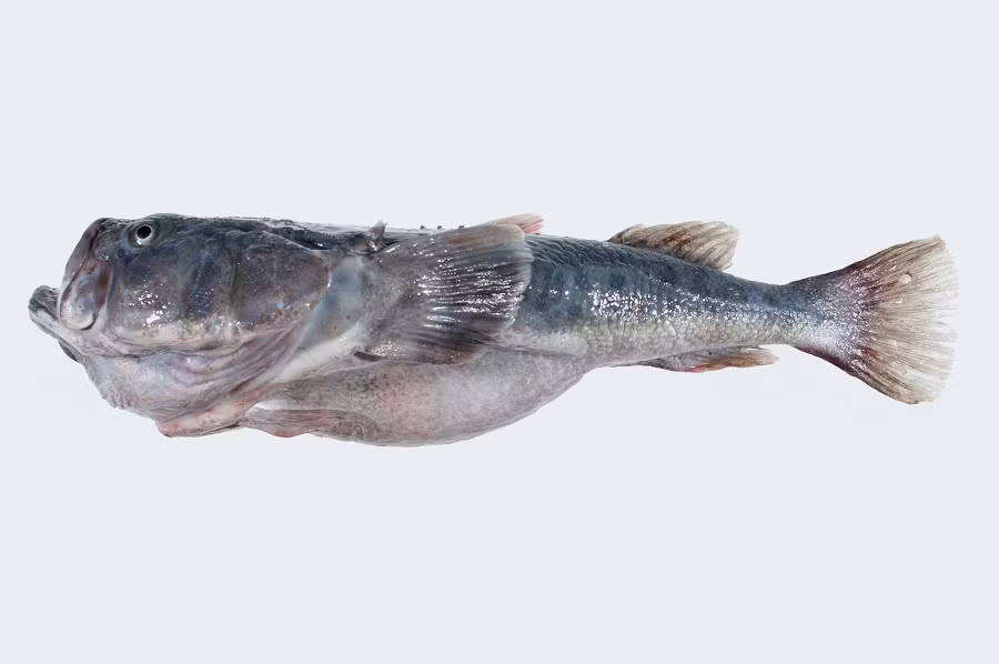 3. Cá chiêm tinh: Có hình dạng kỳ quặc và sở hữu hàm răng nhọn, cá chiêm tinh là loài cá ăn thịt chuyên đánh lén, giấu gần như toàn bộ cơ thể dưới cát hoặc bùn để chờ con mồi.