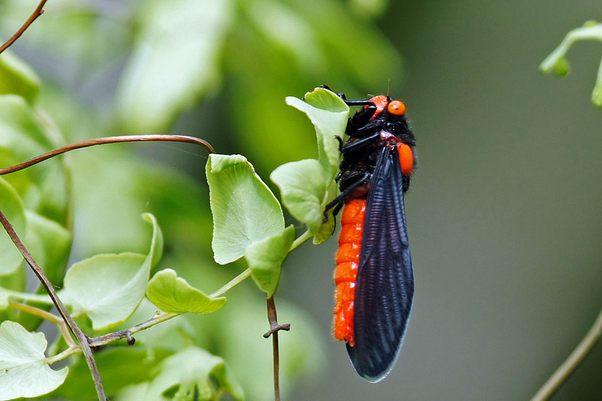 Dưới ánh sáng mặt trời, đôi cánh của ve sầu bụng đỏ dần chuyển từ màu trắng sang màu đen.