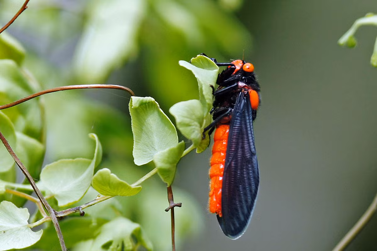 Dưới ánh sáng mặt trời, đôi cánh của ve sầu bụng đỏ dần chuyển từ màu trắng sang màu đen.