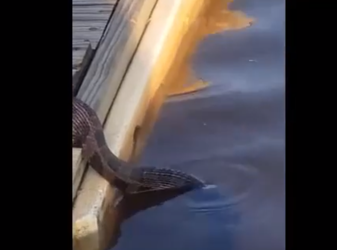 Họ quay lại cảnh tượng quái thú săn mồi rùng rợn này và chia sẻ trên Facebook. Con rắn này thuộc loài rắn nước nâu, không độc, chúng thường săn mồi bằng mùi hương thay vì theo dõi chuyển động bằng mắt.