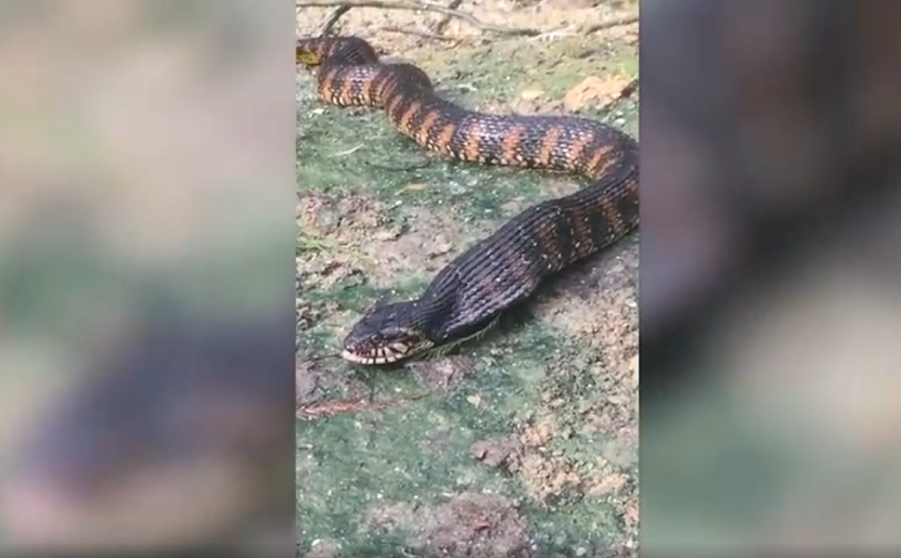 Sau khi chế ngự con mồi, con rắn nước nâu tiến hành nuốt chửng con cá, đẩy từng phần của nó sâu vào thực quản của mình.