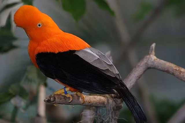 2. Chim Rupicola: Thường được tìm thấy ở rừng mưa nhiệt đới Nam Mỹ, chim Rupicola có bộ lông mào bán nguyệt nổi bật, với con trống có màu cam sáng và con mái có màu hơi nâu.