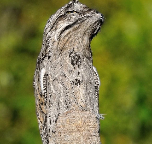 7. Chim Potoo: Nổi tiếng với tài ngụy trang bậc thầy và có bộ lông giống với vỏ cây, giúp chúng trông giống như một nhánh cây vô hại.