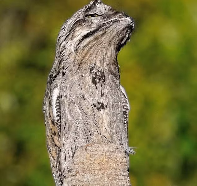 7. Chim Potoo: Nổi tiếng với tài ngụy trang bậc thầy và có bộ lông giống với vỏ cây, giúp chúng trông giống như một nhánh cây vô hại.